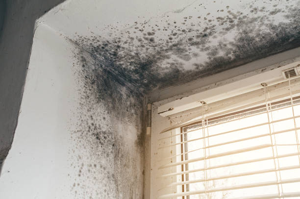 Affordable Mold Remediation solutions in Brielle, NJ